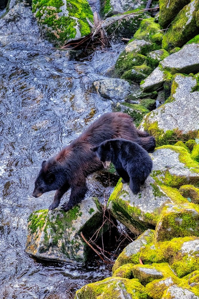 Black Bear adult and Cub-Anan Creek-Wrangell-Alaska-USA art print by Jim Engelbrecht for $57.95 CAD