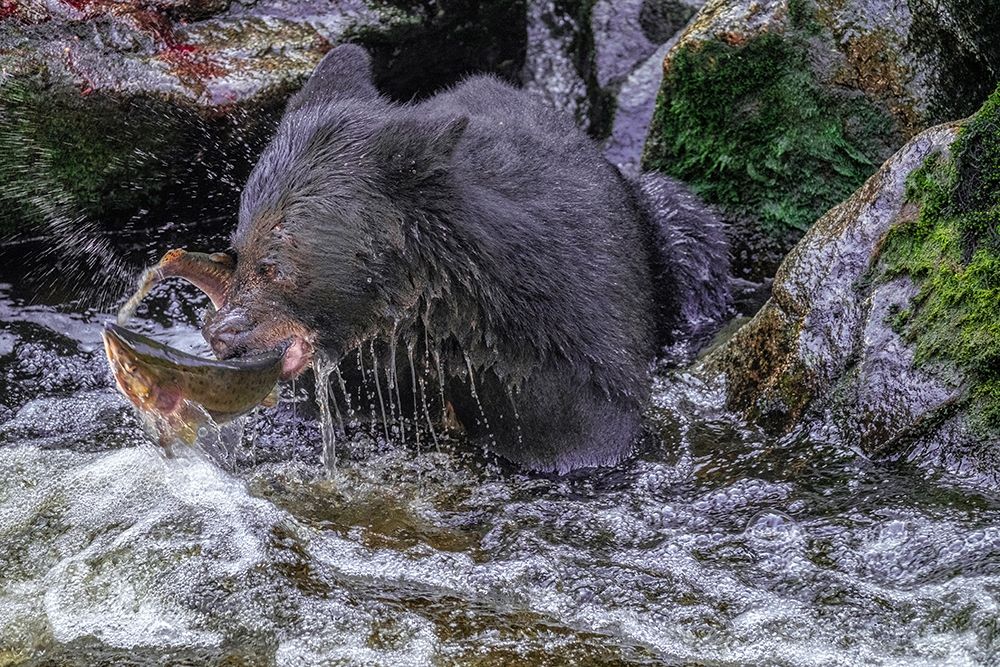 Black Bear-Salmon run-Anan Creek Wrangell-Alaska-USA art print by Jim Engelbrecht for $57.95 CAD