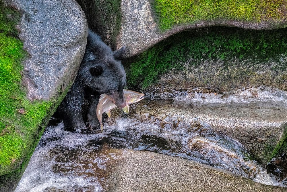 Black Bear-Salmon run-Anan Creek Wrangell-Alaska-USA art print by Jim Engelbrecht for $57.95 CAD