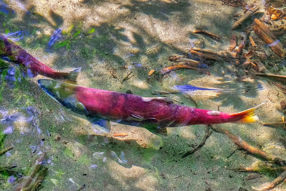 Pink Salmon-Juneau-Alaska-USA art print by Jim Engelbrecht for $57.95 CAD