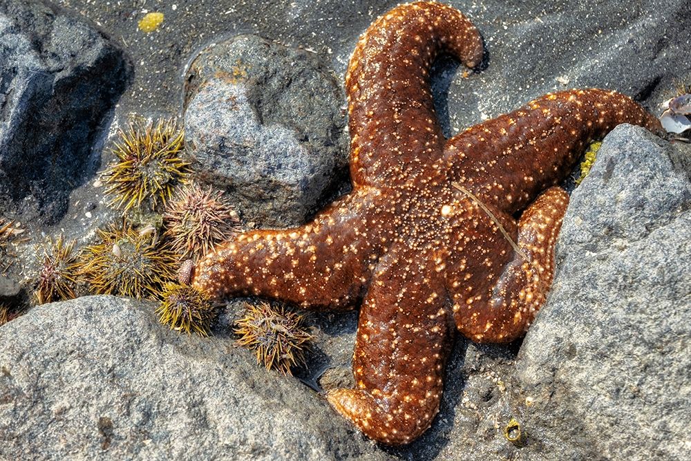Sea Star-tidal pool-Juneau-Alaska-USA art print by Jim Engelbrecht for $57.95 CAD