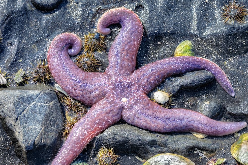Purple Star-starfish-tidal pool-Juneau-Alaska-USA art print by Jim Engelbrecht for $57.95 CAD