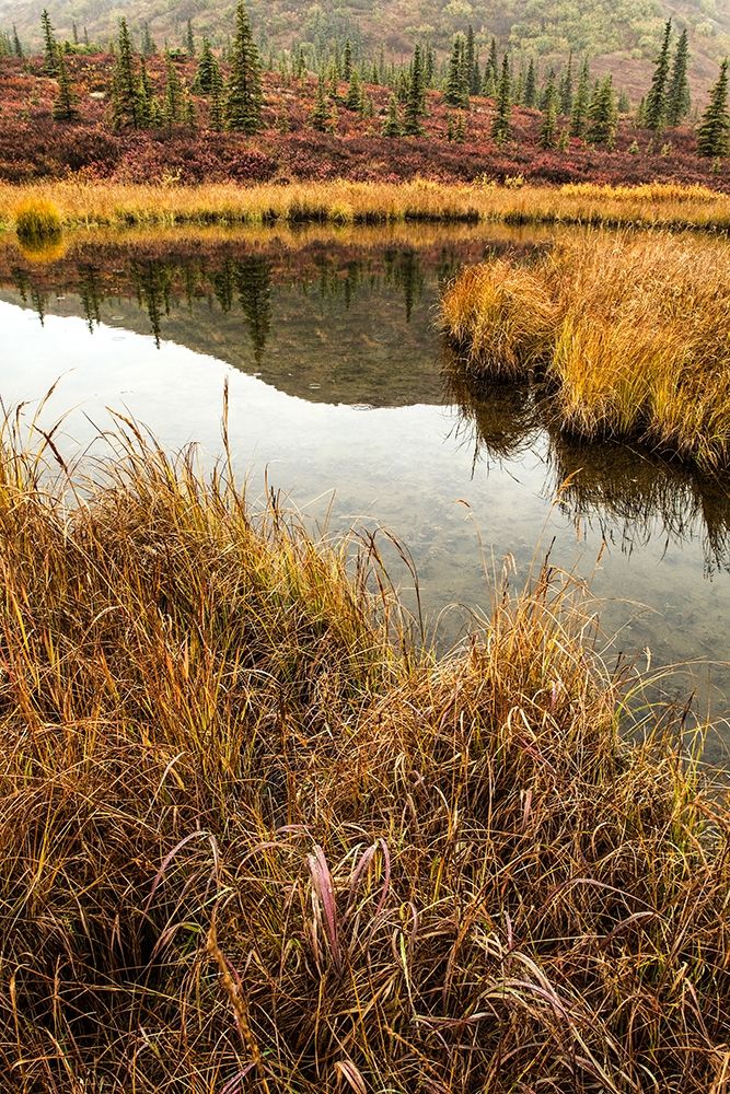 Fall Foliage-Alaska art print by John Ford for $57.95 CAD