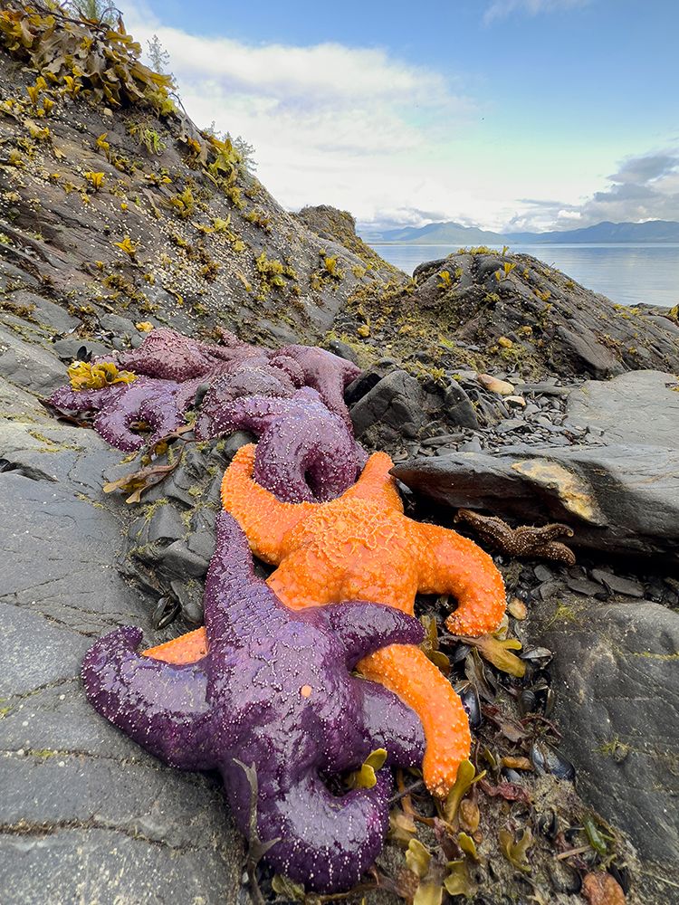 Purple and orange starfish on shore at low tide, Alaska, USA. art print by Merrill Images for $57.95 CAD