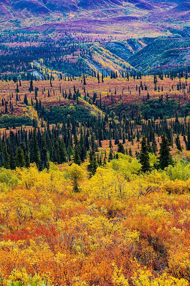 Glenn Highway-Alaska-forest art print by Jolly Sienda for $57.95 CAD