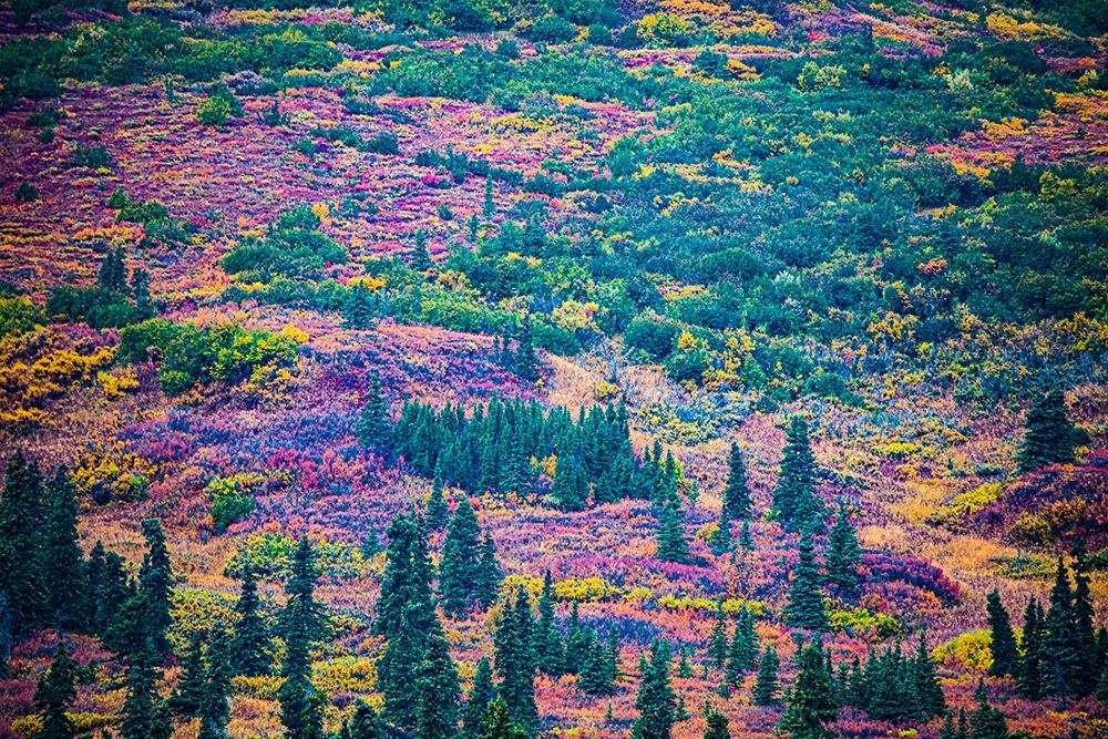 Alaska-autumn color art print by Jolly Sienda for $57.95 CAD