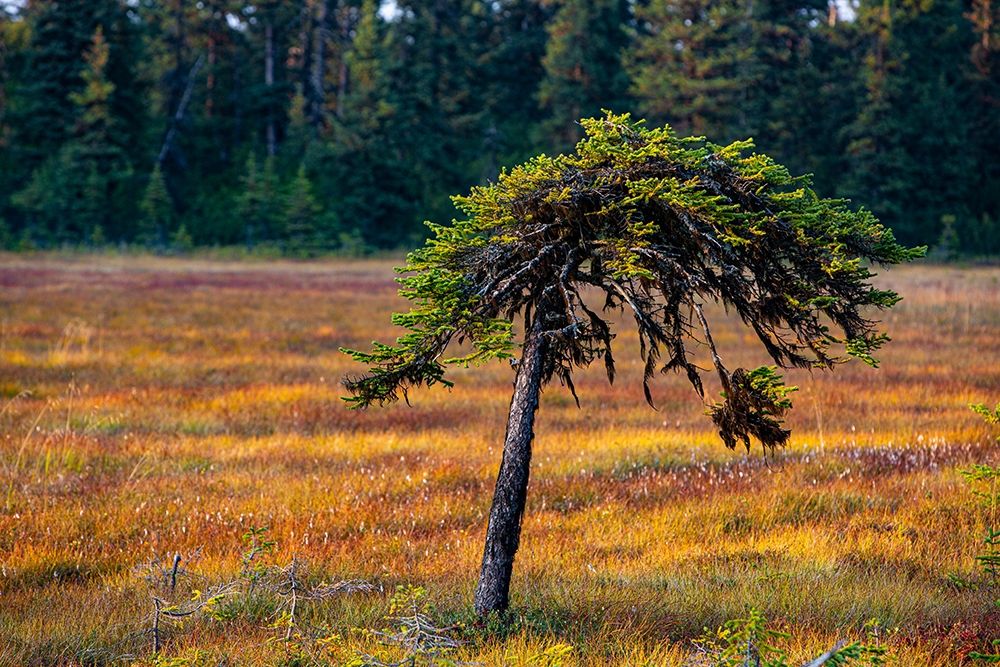 Homer-Alaska-miniature-black spruce-autumn colored field art print by Jolly Sienda for $57.95 CAD