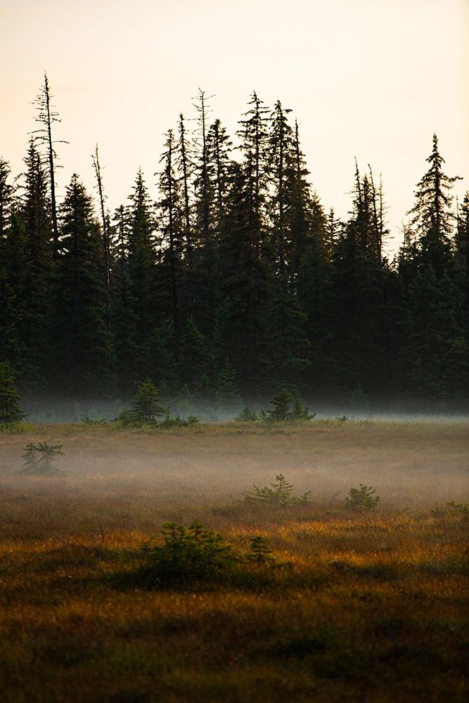 Homer-Alaska-miniature-black spruce-autumn colored field art print by Jolly Sienda for $57.95 CAD