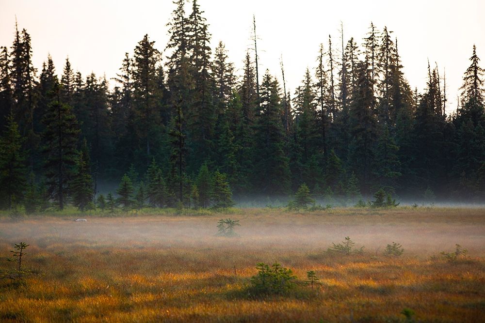 Homer-Alaska-miniature-black spruce-autumn colored field art print by Jolly Sienda for $57.95 CAD