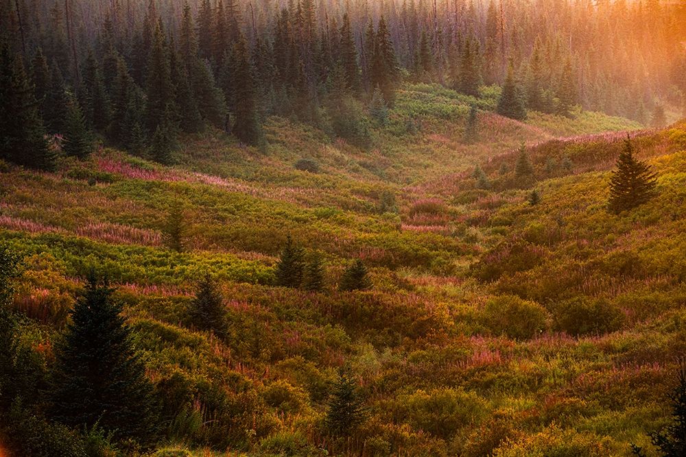 Homer-Alaska-autumn-valley-fireweed art print by Jolly Sienda for $57.95 CAD
