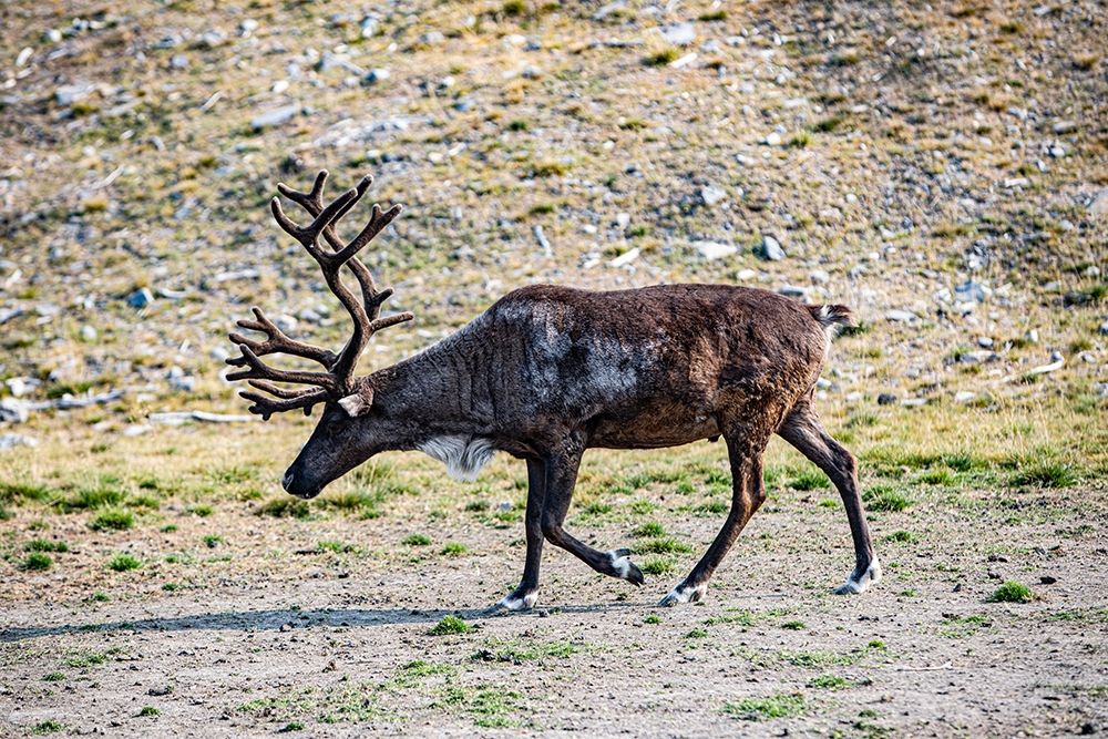 Denali-Alaska-Reindeer-large antlers-caribou art print by Jolly Sienda for $57.95 CAD