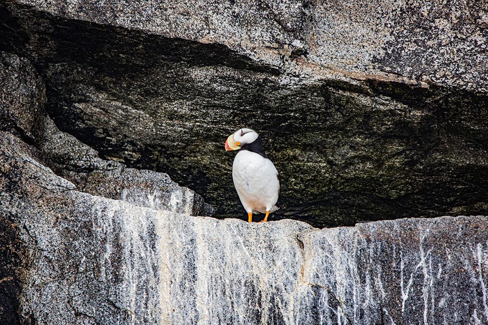 Seward-Alaska-Kenai Peninsula-puffin-seabird art print by Jolly Sienda for $57.95 CAD