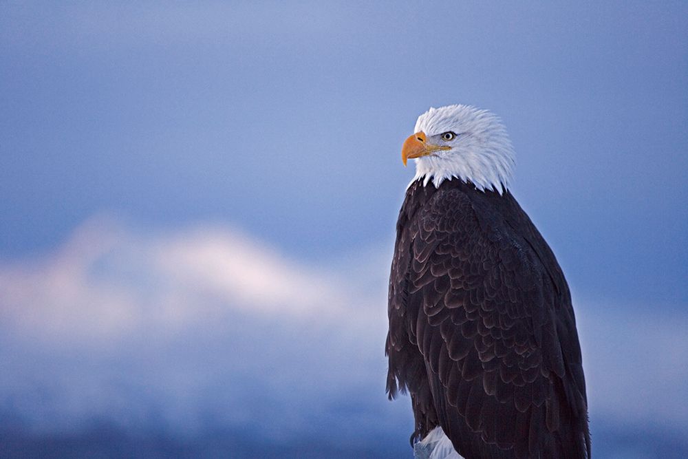 Bald Eagle-Homer-Alaska-USA art print by Keren Su for $57.95 CAD