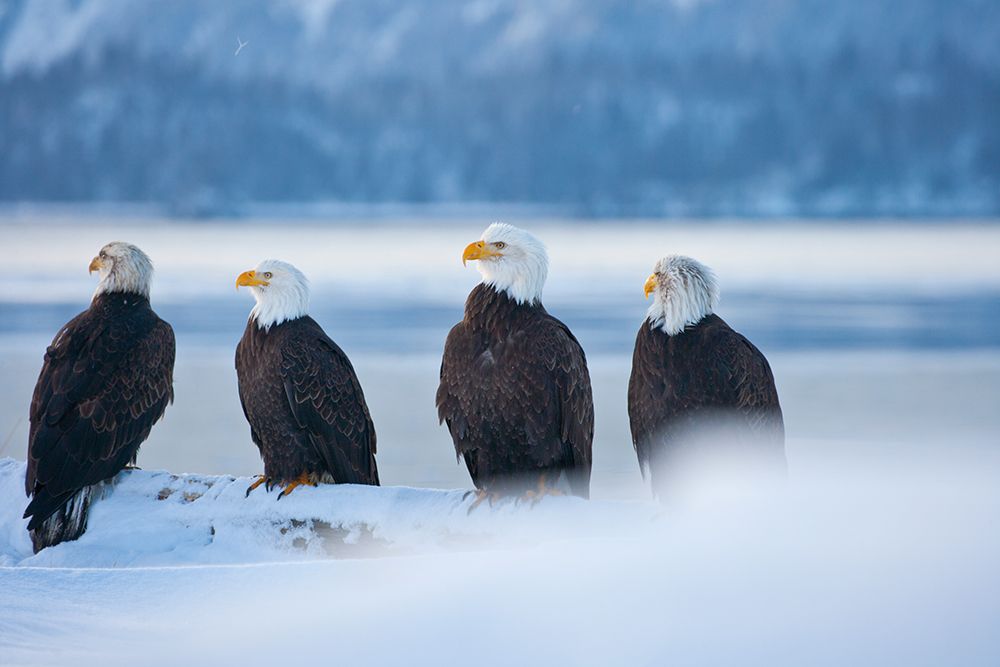 Bald Eagle-Homer-Alaska-USA art print by Keren Su for $57.95 CAD