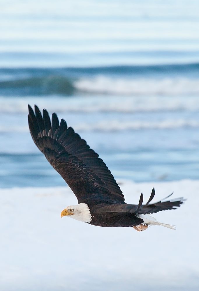Bald Eagle-Homer-Alaska-USA art print by Keren Su for $57.95 CAD