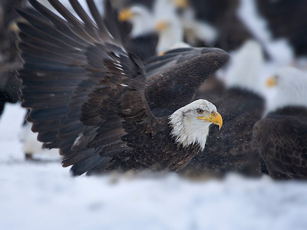 Bald Eagle-Homer-Alaska-USA art print by Keren Su for $57.95 CAD