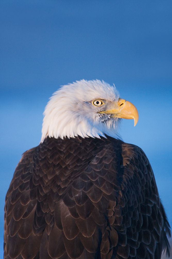 Bald Eagle-Homer-Alaska-USA art print by Keren Su for $57.95 CAD