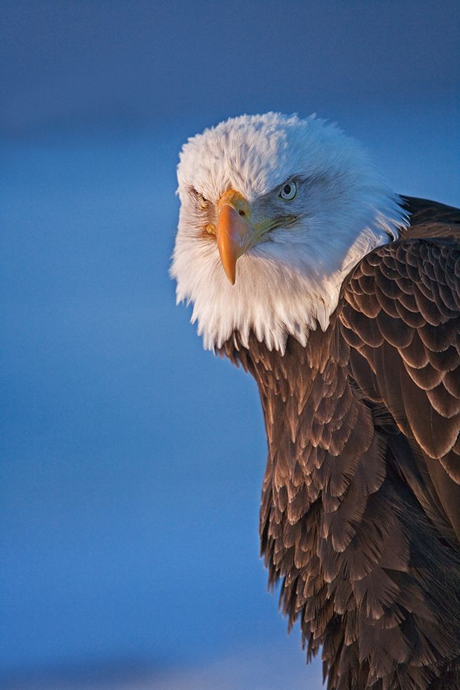 Bald Eagle-Homer-Alaska-USA art print by Keren Su for $57.95 CAD
