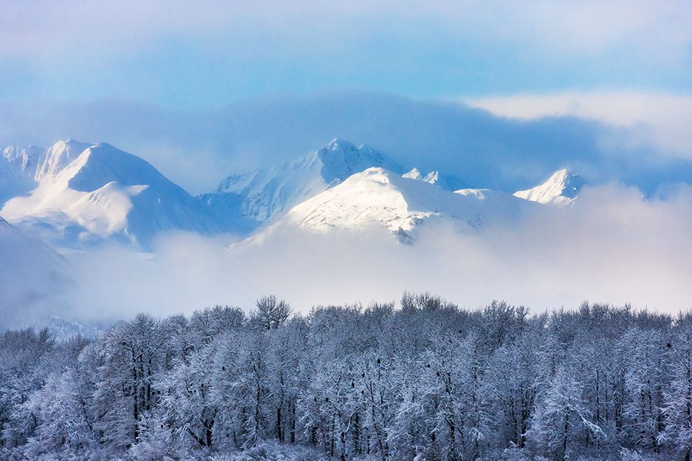 Landscape of forest and snow mountain-Haines-Alaska-USA art print by Keren Su for $57.95 CAD