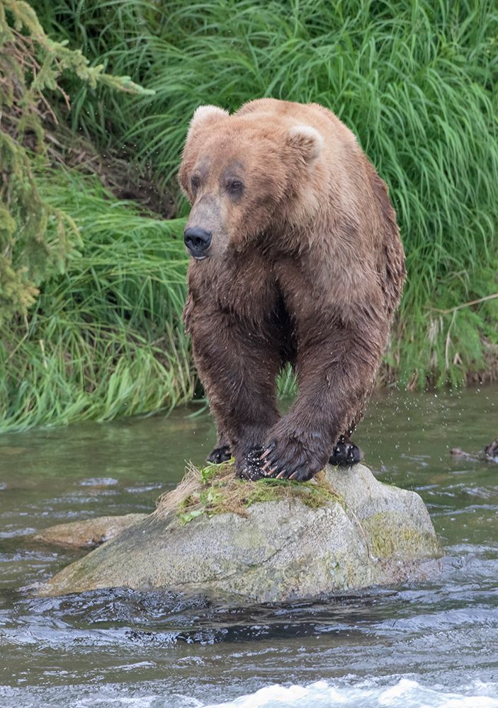 Brown Bear catching salmon in Brooks River-Katmai National Park-Alaska-USA art print by Keren Su for $57.95 CAD