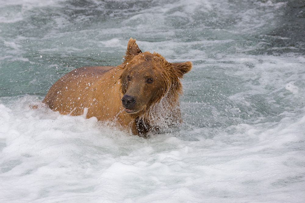 Brown Bear catching salmon at Brooks Falls-Katmai National Park-Alaska-USA art print by Keren Su for $57.95 CAD
