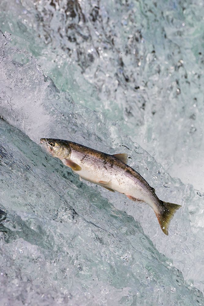 Salmon jumping over Brooks Falls-Katmai National Park-Alaska-USA art print by Keren Su for $57.95 CAD