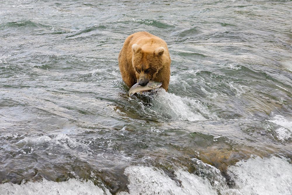 Brown Bear catching salmon at Brooks Falls-Katmai National Park-Alaska-USA art print by Keren Su for $57.95 CAD
