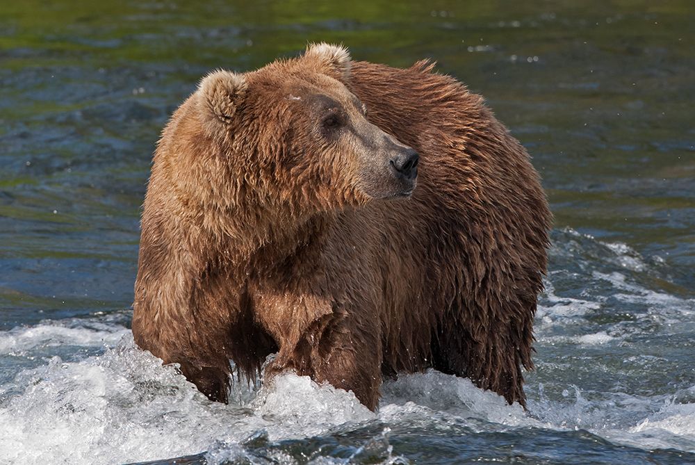 Brown Bear catching salmon at Brooks Falls-Katmai National Park-Alaska-USA art print by Keren Su for $57.95 CAD
