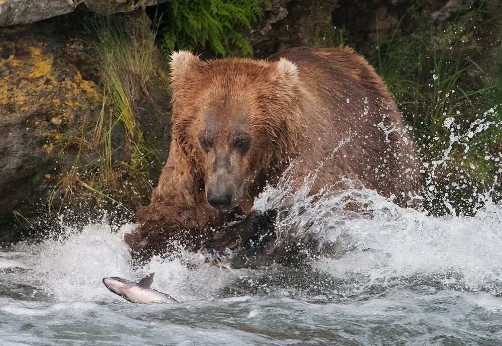 Brown Bear catching salmon at Brooks Falls-Katmai National Park-Alaska-USA art print by Keren Su for $57.95 CAD