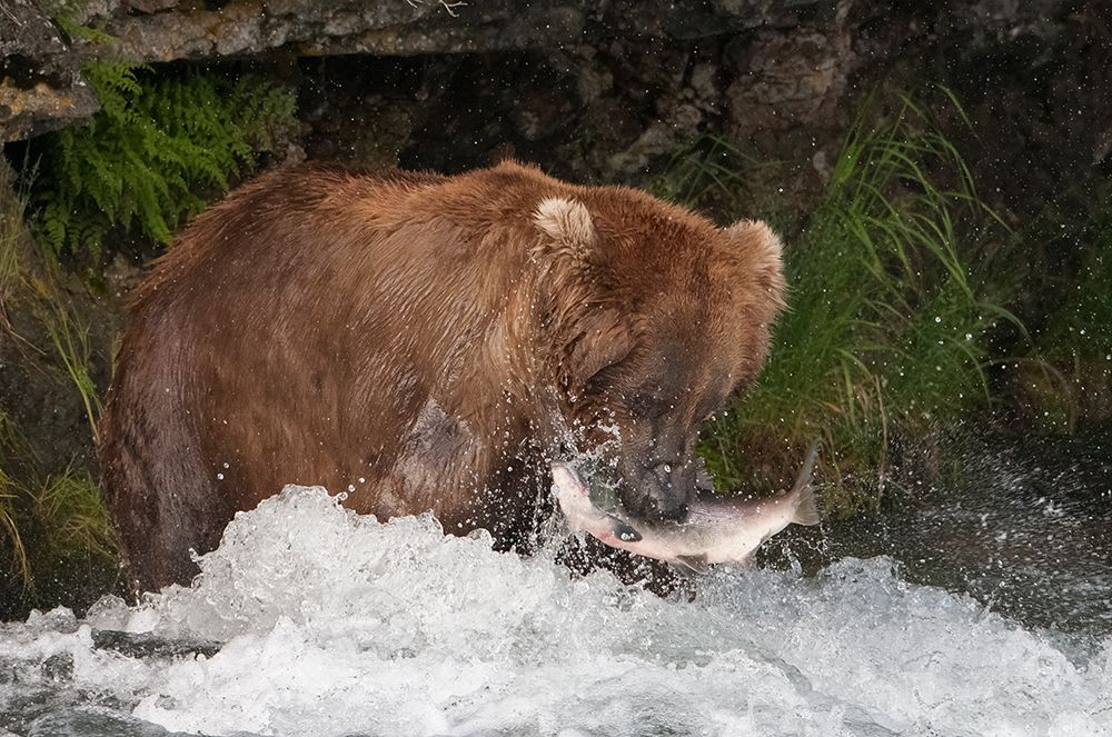 Brown Bear catching salmon at Brooks Falls-Katmai National Park-Alaska-USA art print by Keren Su for $57.95 CAD