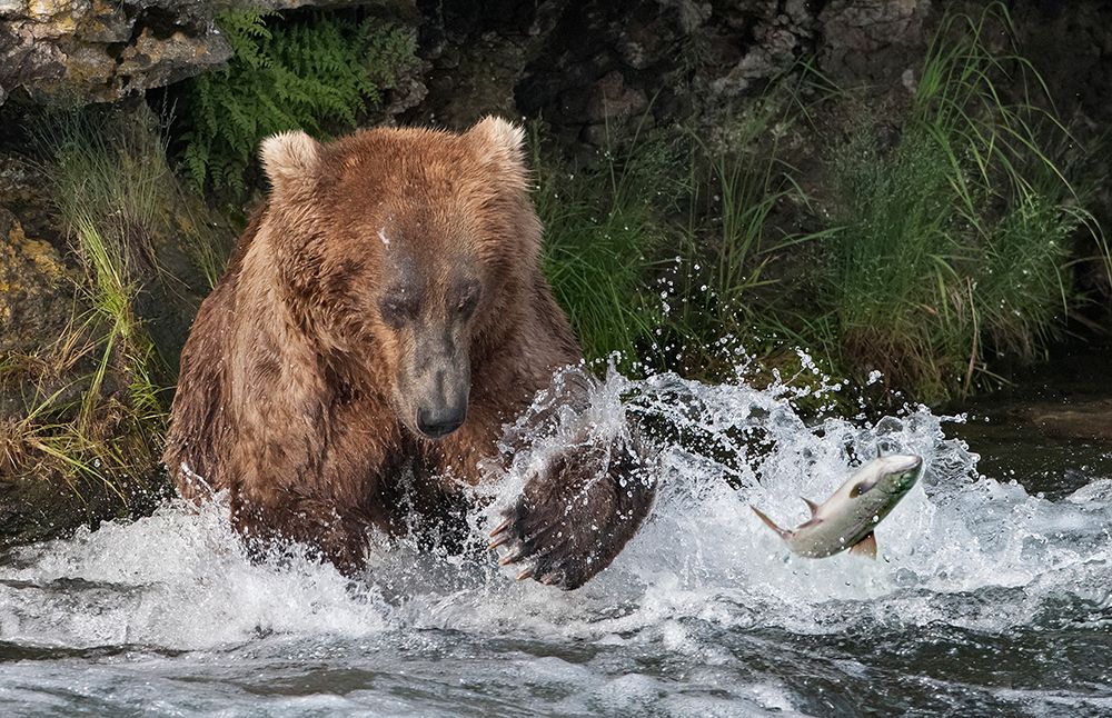 Brown Bear catching salmon at Brooks Falls-Katmai National Park-Alaska-USA art print by Keren Su for $57.95 CAD