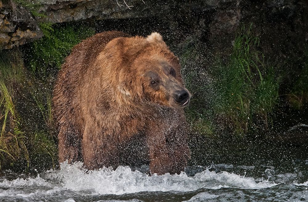 Brown Bear catching salmon at Brooks Falls-Katmai National Park-Alaska-USA art print by Keren Su for $57.95 CAD