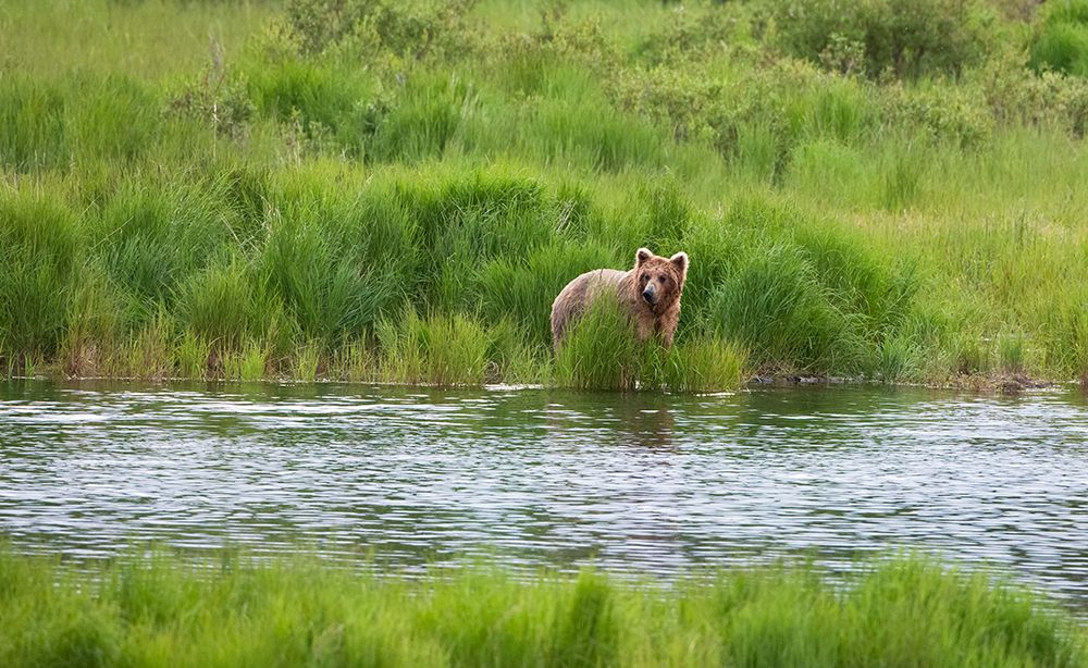 Brown Bear in Brooks River-Katmai National Park-Alaska-USA art print by Keren Su for $57.95 CAD