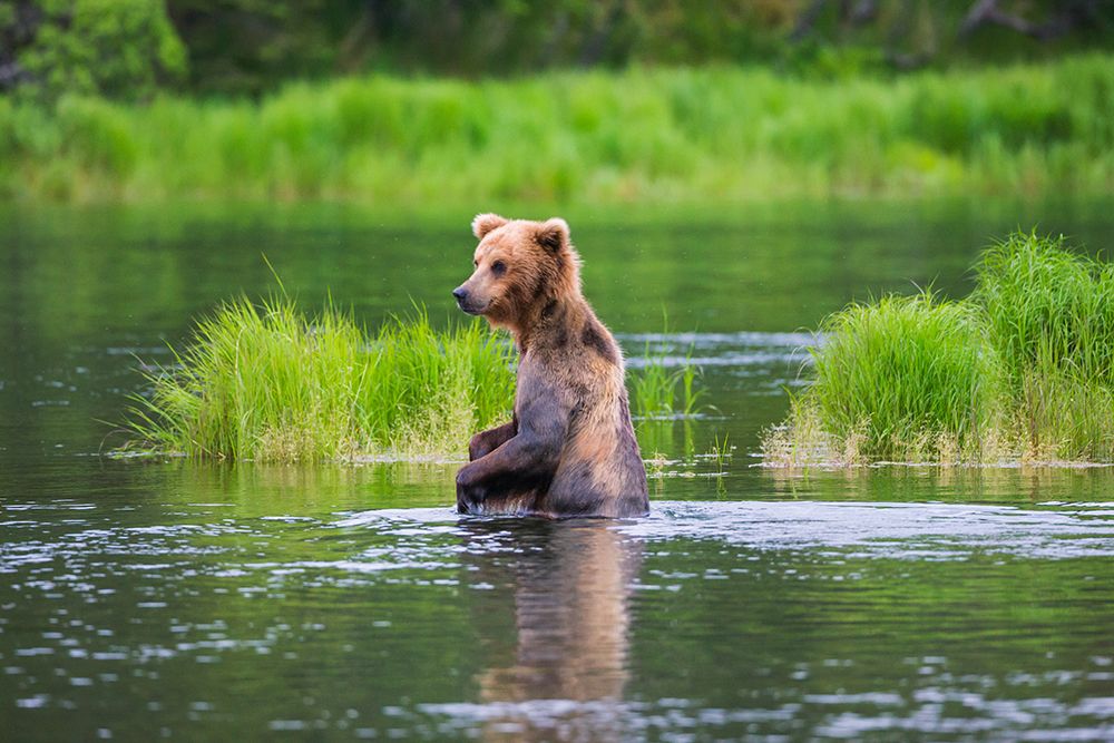 Brown Bear standing in Brooks River-Katmai National Park-Alaska-USA art print by Keren Su for $57.95 CAD