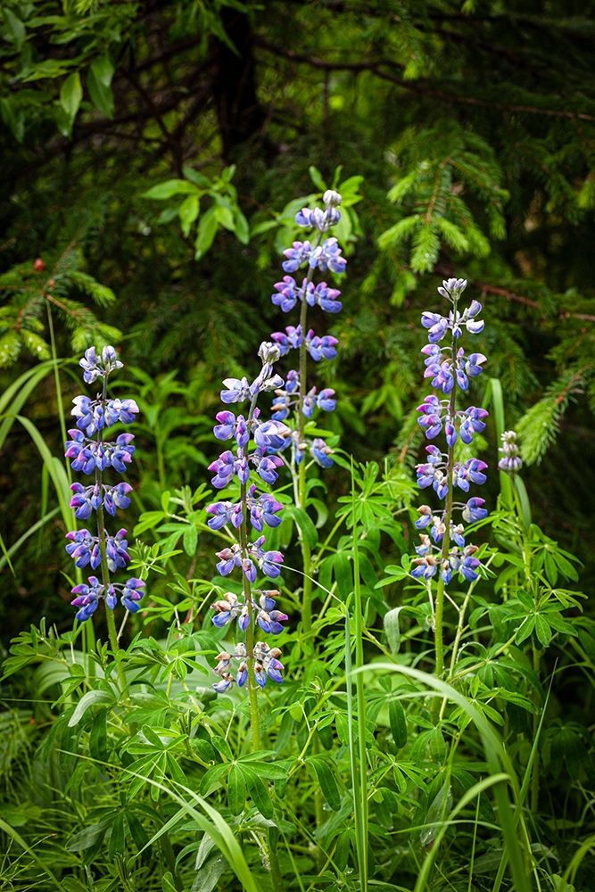 Near Homer-Alaska-meadows of lupine art print by Larry Richardson for $57.95 CAD