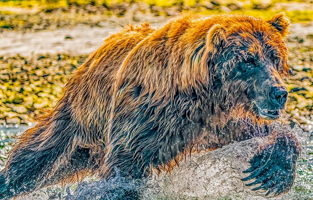 Katmai National Park, Alaska. Male brown bear fishing for salmon during the fall salmon run. art print by Murray McCallum for $57.95 CAD
