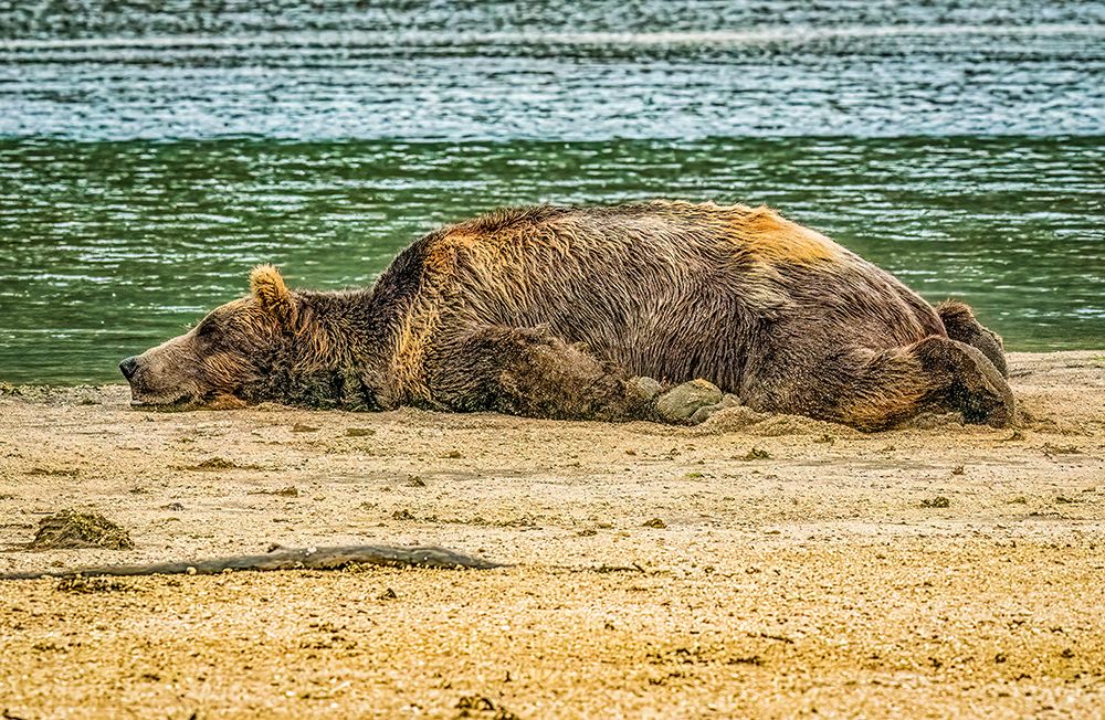 Katmai National Park, Alaska. Male brown bear sleeping after eating salmon during the fall run. art print by Murray McCallum for $57.95 CAD