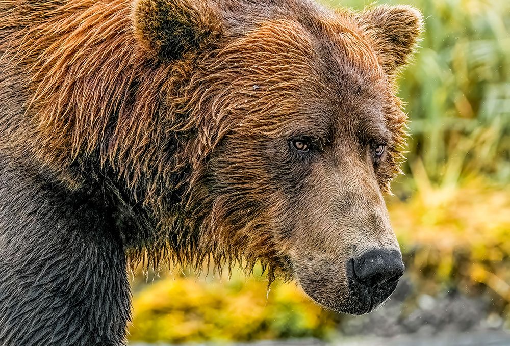 Katmai National Park, Alaska. Mmale brown bear fishing for salmon during the fall salmon run. art print by Murray McCallum for $57.95 CAD
