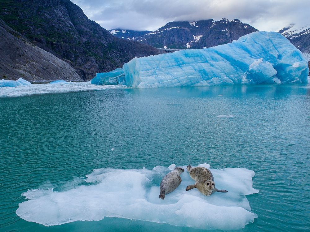 Alaska-Leconte Bay-Aerial view of Harbor Seal and pup resting on iceberg calved from LeConte Glacier art print by Paul Souders for $57.95 CAD