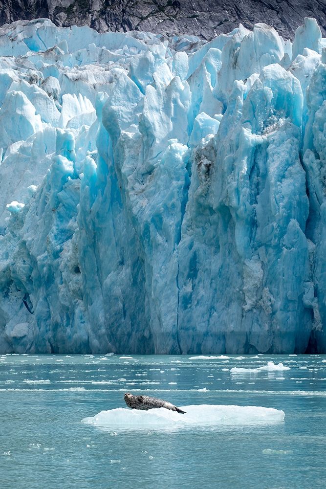 Alaska-South Sawyer Harbor Seal resting on iceberg calved from Dawes Glacier in Endicott Arm art print by Paul Souders for $57.95 CAD