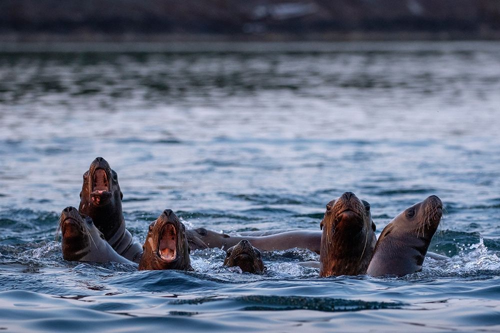 Alaska-Steller Sea Lions gather at edge of haul out along Frederick Sound on summer evening art print by Paul Souders for $57.95 CAD