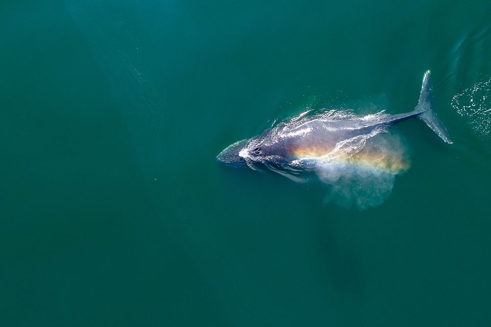 Alaska-Aerial view of rainbow-colored mist hanging above Humpback Whale breathing art print by Paul Souders for $57.95 CAD