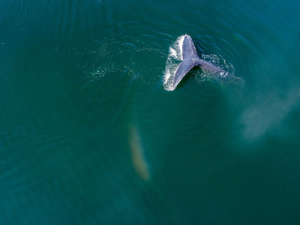 Alaska-Aerial view Humpback Whale diving at surface of Frederick Sound art print by Paul Souders for $57.95 CAD