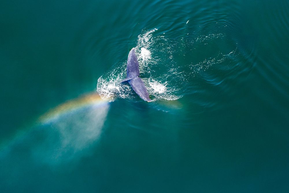 Alaska-Aerial view rainbow and mist above diving Humpback Whale on Frederick Sound art print by Paul Souders for $57.95 CAD