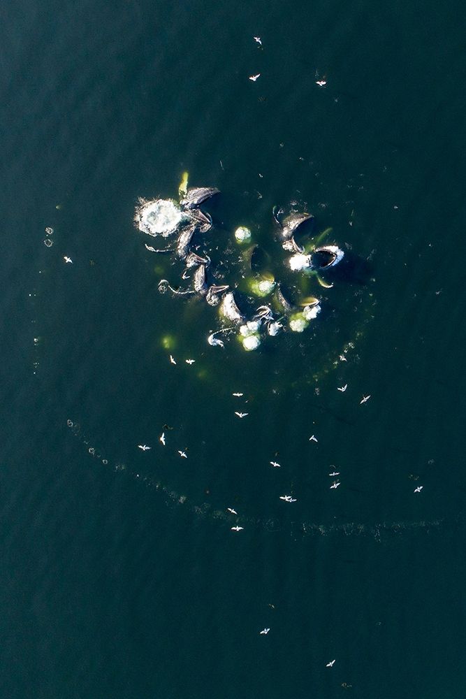 Alaska-Aerial view of Humpback Whales bubble net feeding on school of herring fish art print by Paul Souders for $57.95 CAD