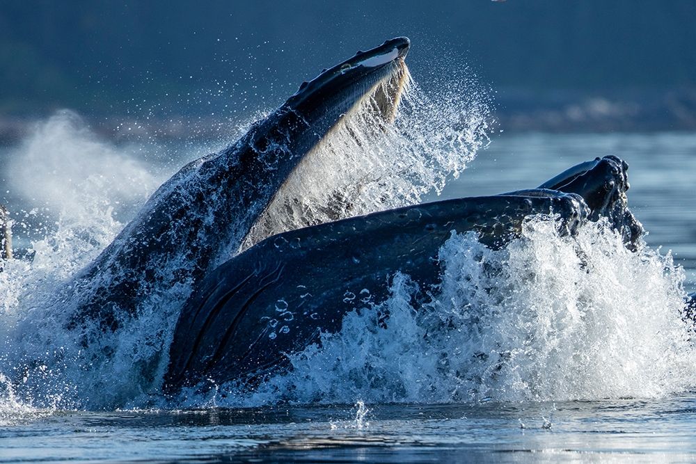 Alaska-Humpback Whale surfaces while bubble net feeding in Frederick Sound art print by Paul Souders for $57.95 CAD