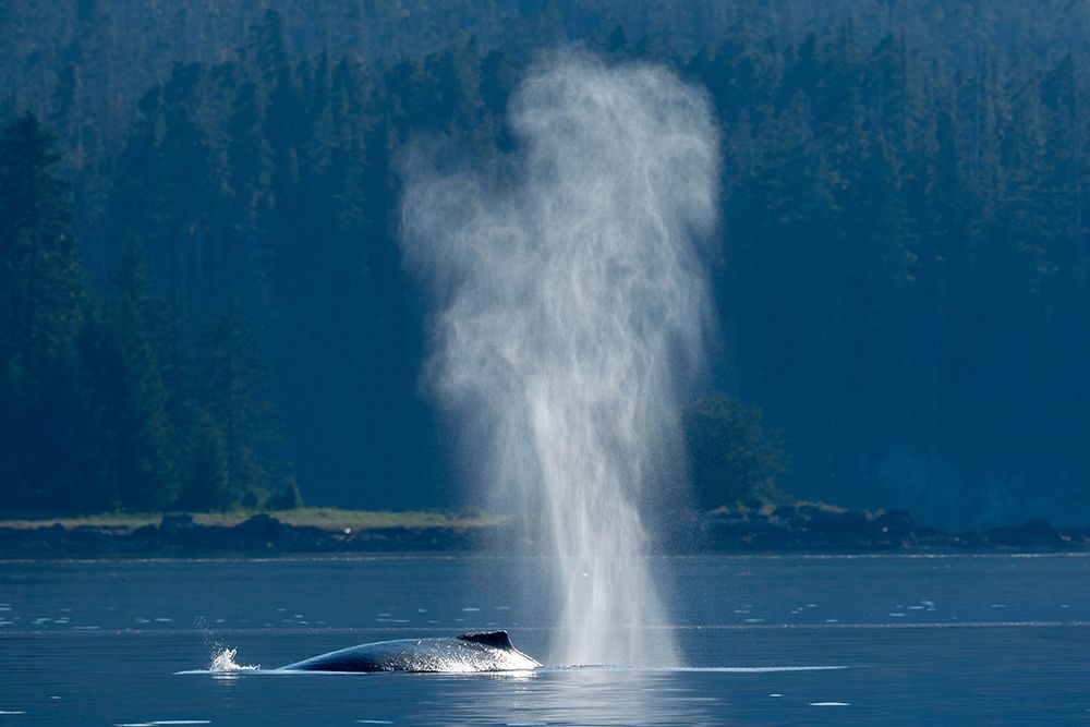 Alaska-Mist from exhaled breath of Humpback Whale swimming in Frederick Sound near Kupreanof Island art print by Paul Souders for $57.95 CAD