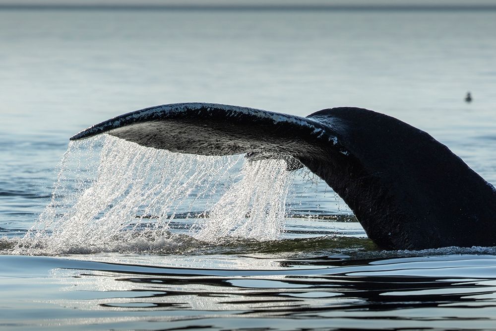 Alaska-Water streams from tail of Humpback Whale swimming in Frederick Sound near Kupreanof Island art print by Paul Souders for $57.95 CAD