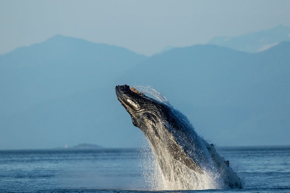 Alaska-Water streams from breaching Humpback Whale in Frederick Sound near Kupreanof Island art print by Paul Souders for $57.95 CAD