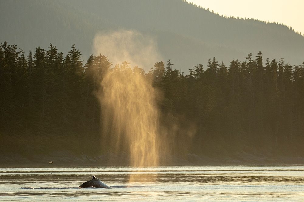 Alaska-Sunlit mist hangs in air above spouting Humpback Whales while surfacing near Kupreanof Island art print by Paul Souders for $57.95 CAD